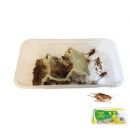 Starfood  - Steppekrekels Volwassen - maat 8 (Gryllus assimilis) | SK8 | 8717545213186Starfood  - Steppekrekel Volwassen - maat 8 (Gryllus assimilis) | SK8 | 8717545213186