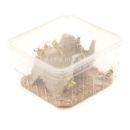 Starfood - Woestijnsprinkhanen Middel - maat 6 (Schistocerca gregaria) | SG6 | 8717545216163