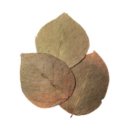 HabiStat Dadap Leaves, 10 stuks, 5027407018440, HNLLD, R5100830