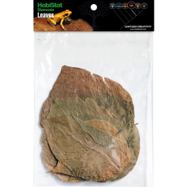 Dadap Leaves, 10 stuks