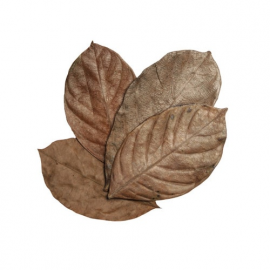 HabiStat Jackfruit Leaves, 10 stuks, 5027407018457, HNLLJ, R5100835
