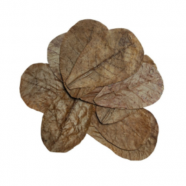 HabiStat Leaves Catappa, 10 stuks, 5027407018471, HNLLC, R5100825