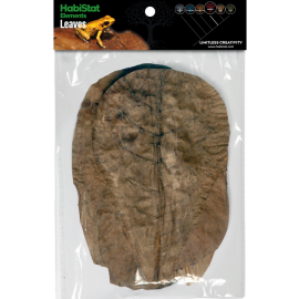 Catappa Leaves, 10 stuks