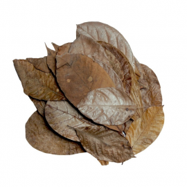 HabiStat Mixed Leaves 30 stuks, 5027407018488, HNLLMIX, R5100845