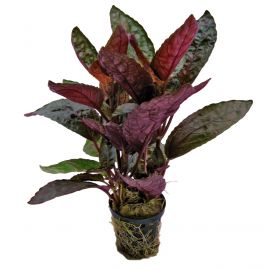 Hemigraphis colorata (Paars Hartje)