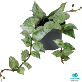 Hoya krohniana Eskimo - terrariumplant, 8715897361494, PT205130