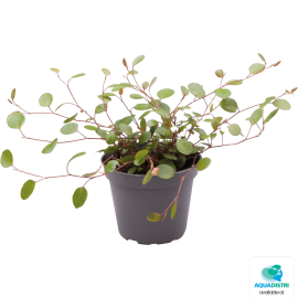 PT-MUEHLENBECKIA COMPLEXA