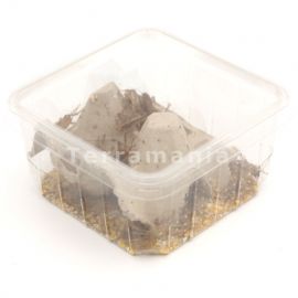 Huiskrekels (8), Volwassen, voedseldieren, 6095544166149