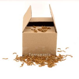 Levende meelwormen KG kopen? 6095544244236, NMWKG