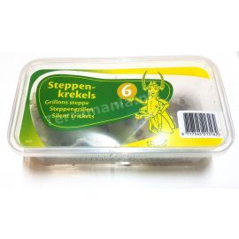 Starfood - Steppekrekels Middel - maat 6 (Gryllus assimilis) | SK6 | 8717545213162
