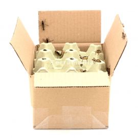 Treksprinkhanen - Klein (4) - Bulk [100 st] 