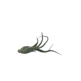 Tillandsia caput medusae