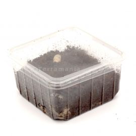 Rozenkeverlarven / Dola's 