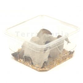 Dubia's, Mix - 50 Gram