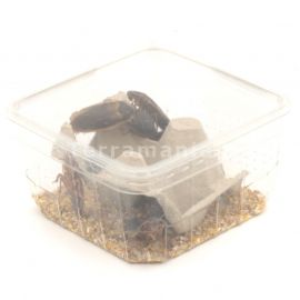 Dubia's (8), Volwassen (30-40 Mm) - 10 Stuks