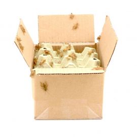 Huiskrekels (6), Middel - 100G