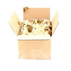 Huiskrekels (8), Volwassen - KG