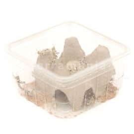 Woestijnsprinkhanen - Klein (4)