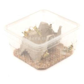 Starfood - Woestijnsprinkhanen Middel - maat 6 (Schistocerca gregaria) | SG6 | 8717545216163