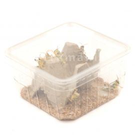 Woestijnsprinkhanen - Middel (6)