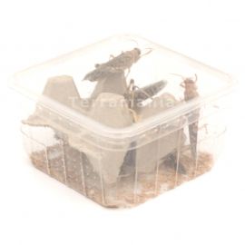 Woestijnsprinkhanen - Volwassen (8)