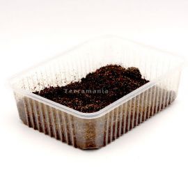 Springstaartjes Klein, liter, 6095544395310, SPSL