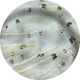 Witte muggenlarven in zakje, 90 ml