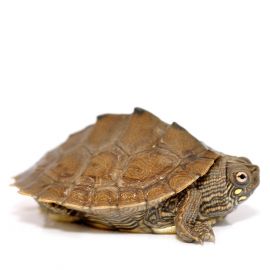 Graptemys pseudogeographica / Zaagrug waterschildpad